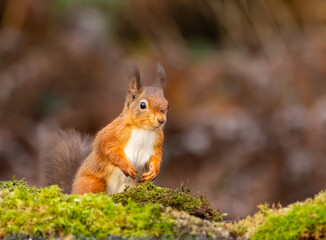 Fototapeta premium Red squirrel - Sciurus vulgaris