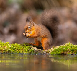 Red squirrel - Sciurus vulgaris