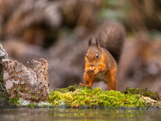 Red squirrel - Sciurus vulgaris