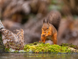 Red squirrel - Sciurus vulgaris