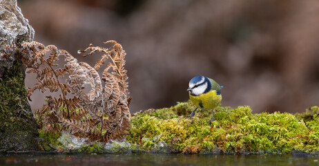Bluetit - Cyanistes caeruleus