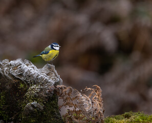 Bluetit - Cyanistes caeruleus