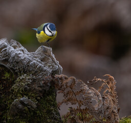 Bluetit - Cyanistes caeruleus