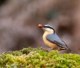 Eurasian nuthatch - sitta europaea
