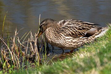 Fototapeta premium mallard duck