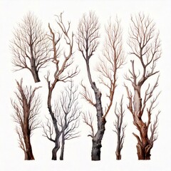 Obraz premium Watercolor dry tree branches set closeup isolated on white background. Hand painting on paper