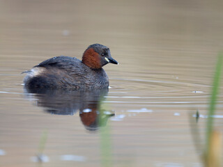 Fototapeta premium Little grebe or dabchick, Tachybaptus ruficollis