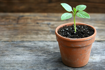 Small sprout in terracotta pot on rustic wood.
