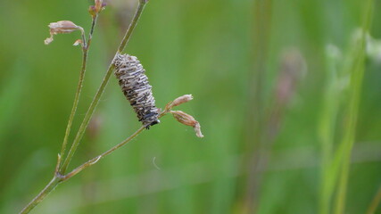 House, cocoon, bagworm caterpillar, made of dry twigs on plant stem in summer meadow