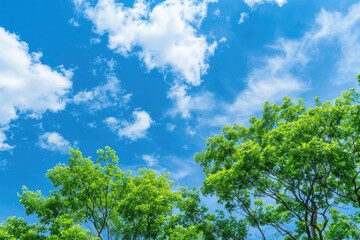 Obraz premium Sky And Tree. Summer Landscape with Green Tree Top Line in Blue Sky and Clouds Background