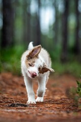 Fototapeta premium Playful puppy on a forest trail.