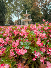 A vibrant cluster of pink flowers decorates the gardens of El Retiro Park in Madrid. In the background, a classic fountain rises amidst the greenery, enhancing the serene atmosphere.