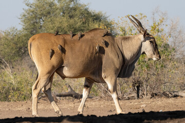 Fototapeta premium large Eland antelope walking with Oxpeckers on its back