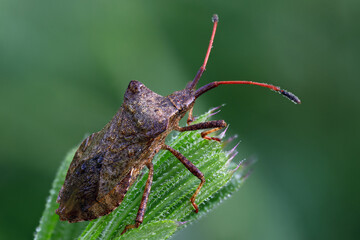 Lederwanze - Coreus marginatus