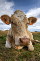 Close-up portrait of a young cow sitting in an Alpine meadow.