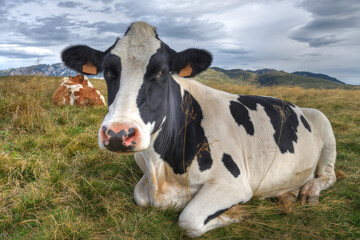 Friesian cow sits in a meadow in the Lessinia region of northern Italy.