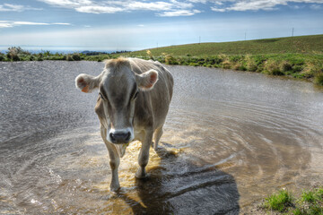 Young cow standing in a pool in the Lessinia region of northern Italy.