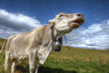 Cow with a traditional cowbell in the Lessinia region of northern Italy. Moo.