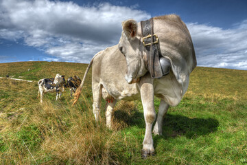 Cow with a traditional cowbell in the Lessinia region of northern Italy.