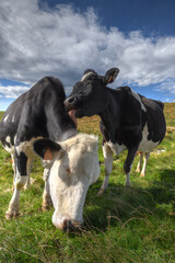Affectionate Friesian cow licks her friend in the Italian Alps.