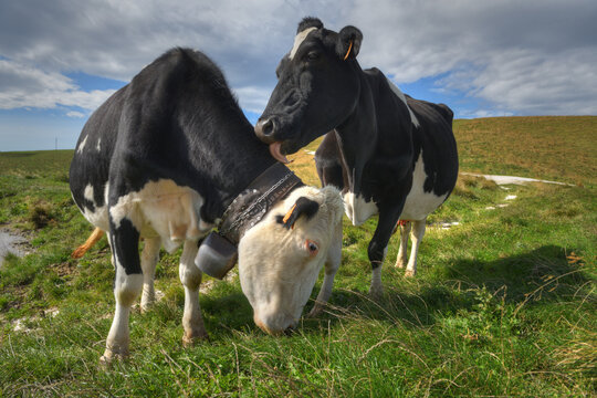 Affectionate Friesian cow licks her friend in the Italian Alps.