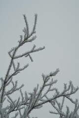 Winteridyll, Details von Frost, Frost und Nebel auf der Wiese. Landschaftsaufnahme mit Details von Gras, Bl&auml;ttern, B&auml;umen und Motiven an einem Wintermorgen. Ideal f&uuml;r Pr&auml;sentationen und Zeitungen