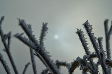 Obraz premium Winteridyll, Details von Frost, Frost und Nebel auf der Wiese. Landschaftsaufnahme mit Details von Gras, Blättern, Bäumen und Motiven an einem Wintermorgen. Ideal für Präsentationen und Zeitungen