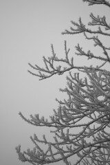 Winteridyll, Details von Frost, Frost und Nebel auf der Wiese. Landschaftsaufnahme mit Details von Gras, Bl&auml;ttern, B&auml;umen und Motiven an einem Wintermorgen. Ideal f&uuml;r Pr&auml;sentationen und Zeitungen