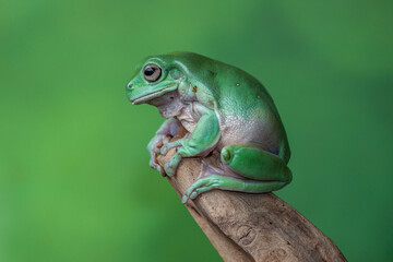 The Australian green tree frog (Ranoidea caerulea/Litoria caerulea), also known as simply green tree frog in Australia, White's tree frog, or dumpy tree frog