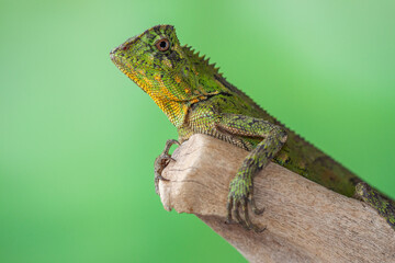 Fototapeta premium Gonocephalus chamaeleontinus, the chameleon forest dragon or chameleon anglehead lizard, is a species of agamid lizard from Indonesia and Malaysia