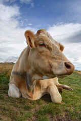 Close-up portrait of a young cow sitting in an Alpine meadow.