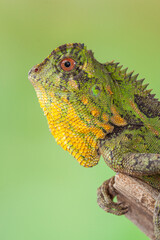 Gonocephalus chamaeleontinus, the chameleon forest dragon or chameleon anglehead lizard, is a species of agamid lizard from Indonesia and Malaysia