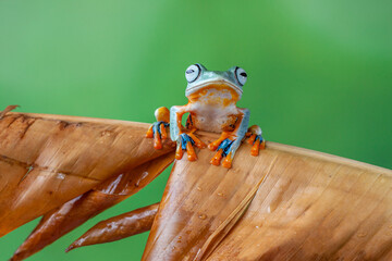 The green flying frog, small flying tree frog, Reinwardti's frog, Reinwardti's flying frog,...
