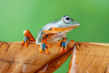 The green flying frog, small flying tree frog, Reinwardti's frog, Reinwardti's flying frog,...