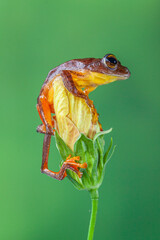 Naklejka premium Polypedates leucomystax is a species in the shrub frog family Rhacophoridae. It is known under numerous common names, including common tree frog, four-lined tree frog, golden tree frog[2] or striped t