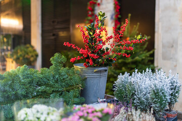 Holly berries on branches, fir and spruce branches for Christmas, and flowers in a flower shop for...