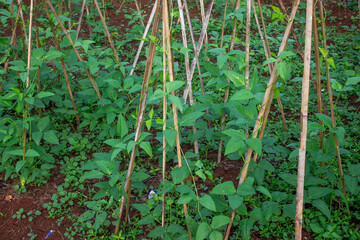 Vigna unguiculata or legume plants thrive in agricultural land.