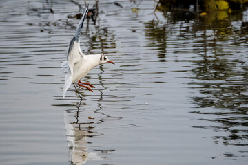 Un gabbiano comune (Chroicocephalus ridibundus) in volo mentre si prepara a scendere in acqua.
