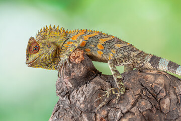 Gonocephalus chamaeleontinus, the chameleon forest dragon or chameleon anglehead lizard, is a species of agamid lizard from Indonesia and Malaysia