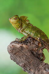 Fototapeta premium Gonocephalus chamaeleontinus, the chameleon forest dragon or chameleon anglehead lizard, is a species of agamid lizard from Indonesia and Malaysia
