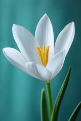 Obraz premium White Tulip, A Stunning Blossom on Blurry Pastel Yellow Center Harmony of Elegance and Grace.