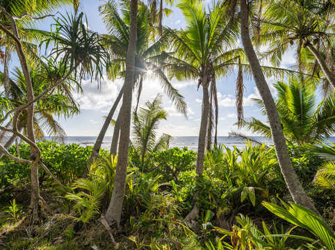 Jungle landscape with palm trees