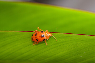 Coelophora inaequalis, the variable ladybird, common Australian lady beetle or common Australian ladybug is a ladybird species endemic to Australia, Oceania and Southern Asia