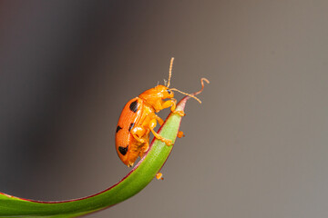 Coelophora inaequalis, the variable ladybird, common Australian lady beetle or common Australian ladybug is a ladybird species endemic to Australia, Oceania and Southern Asia