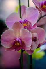 Obraz premium Most Beautiful flower blossoming in the spring garden, A frame with soft selective focus.