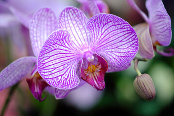 Obraz premium Most Beautiful flower blossoming in the spring garden, A frame with soft selective focus.