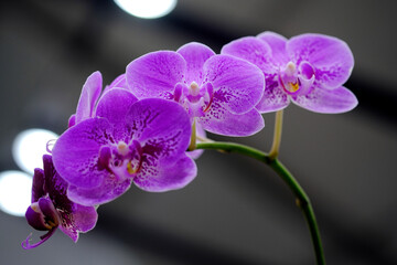 Most Beautiful flower blossoming in the spring garden, A frame with soft selective focus.
