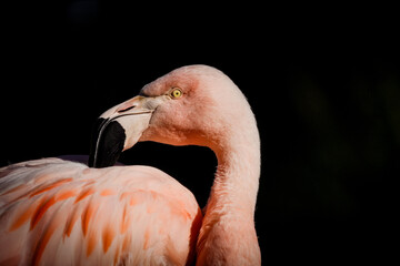 Chilean Flamingo at Folly Farm Zoo. Extreme close-up and portrait of this distinctive pink feathered bird against a black background. A near threatened species as their population is declining.