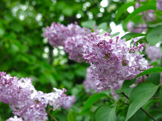 delicate purple lilac blooms in spring