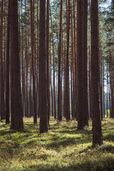Obraz premium Close-up of pine forest tree trunks, background with straight brown trunks, branches with green needles in upper part, sunlit.